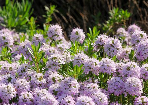 How to Grow Summer Savory in an Organic Herb Garden • Gardenary