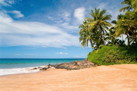 Hawaii Palm Trees Tropical Beach Stock Photo - Image of background, beautiful: 10326880