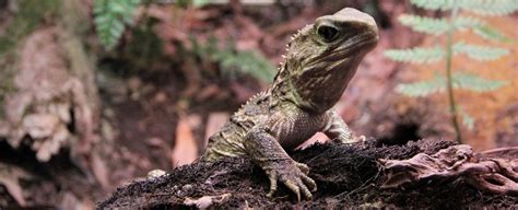 Genomic study reveals New Zealand's tuatara is like no other animal on the planet - Daily Geek ...