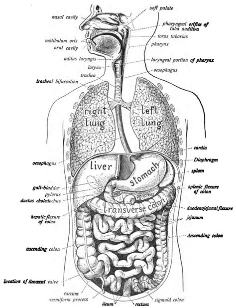 Human Digestive System Labelled Diagram