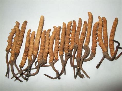 Cordyceps Sinensis