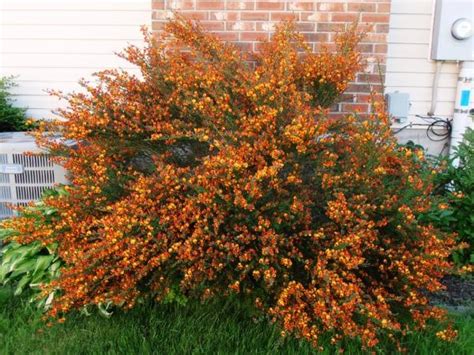 Here is that witches broom bush. 4x4 feet at least! | Planting flowers, Home landscaping ...