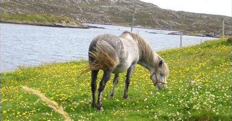 Eriskay Pony | Pony, Highland pony, Horses