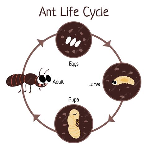 Life Cycle Of An Ant