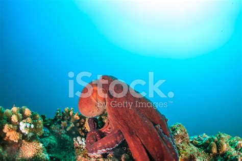 Large Octopus On A Coral Reef Stock Photo | Royalty-Free | FreeImages