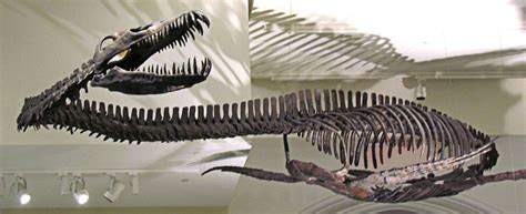 Plesiosauria - Wikipedia, the free encyclopedia | Fossil, Fossils, Extinct animals