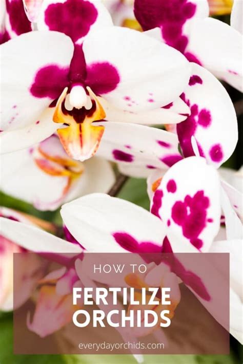 How to Fertilize Orchids - Everyday Orchids