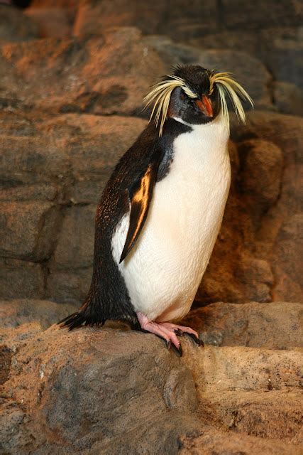 Penguins with eyebrows: A captivating phenomenon – Nature Blog Network