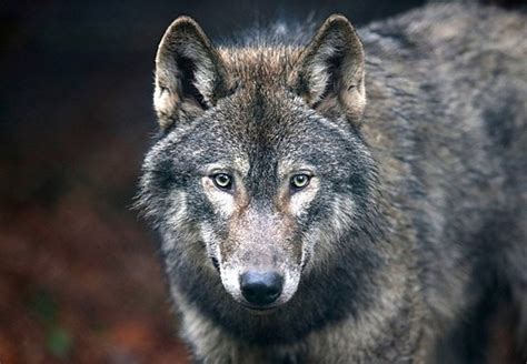 Wolves Returning to Michigan’s Lower Peninsula