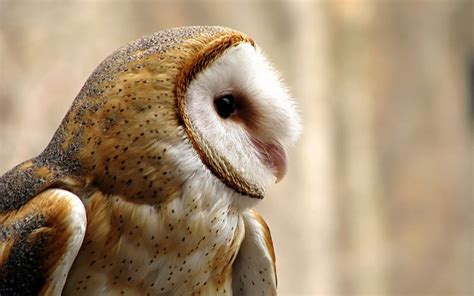 World Bird Sanctuary: Barn Owl Fun Facts: Part 1