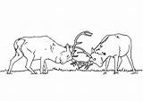 Elk Coloring Pages  Best For Kids sketch template