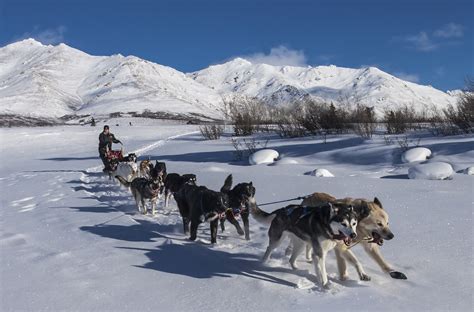 The Ancestry Of Arctic Sled Dogs | A Moment of Science - Indiana Public ...