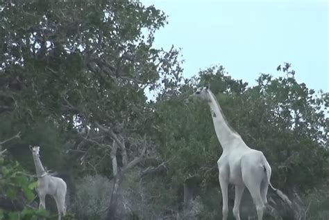 Rare white giraffes spotted in Kenya / Boing Boing