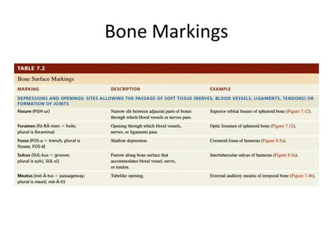 PPT - Bone Markings PowerPoint Presentation, free download - ID:2014336