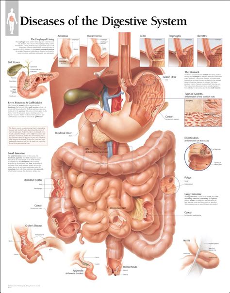 Describe the Process of Digestion and Absorption