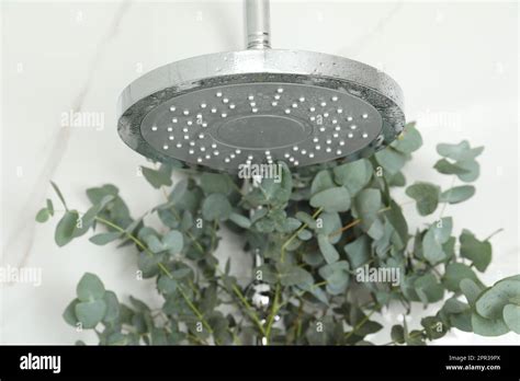 Branches with green eucalyptus leaves in shower Stock Photo - Alamy