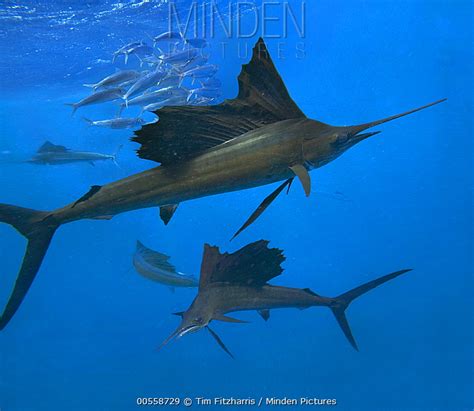 Atlantic Sailfish stock photo - Minden Pictures