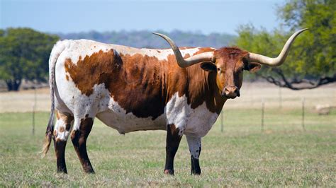 Are There Still Wild Cows In America - All About Cow Photos