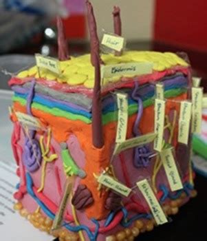 Integumentary System Model Project