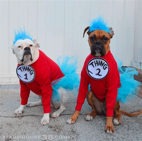 Dogs In Funny Costumes