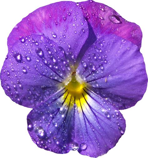 Violet PNG Image | PNG Mart