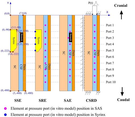 In vitro and in silico modeling of CSF wave transmission in the spinal ...