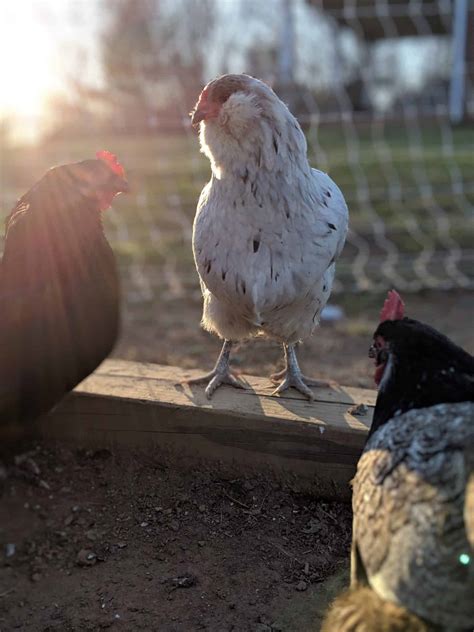 How to Diagnose and Treat Crop Ailments in Chickens