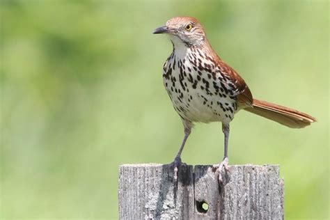 Brown Thrasher: An Elusive, Musical Songbird | Birds & Blooms Magazine