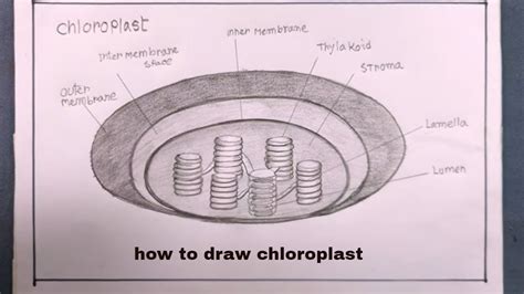 Draw A Labelled Diagram Of Chloroplast