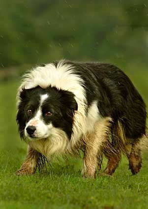 Working Border Collie Sheepdog herding sheep, love the intensity # ...