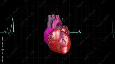 human heart beat graphics and 3d animation. Stock Video | Adobe Stock