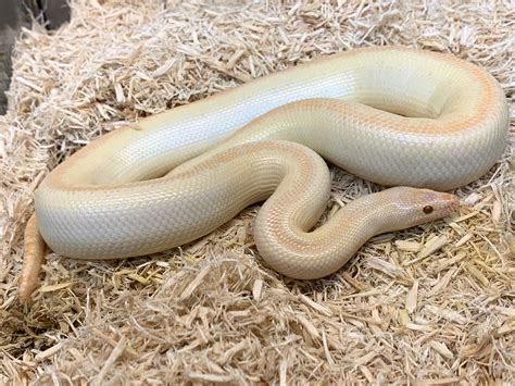 Hypo Mono-Stripe Albino | Rosy Boa Morphs