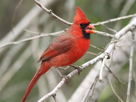 Creature Feature: Northern Cardinal (Cardinalis cardinalis) – Columbus Audubon