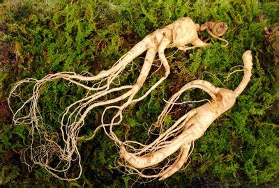 Can You Forage For Ginseng: Learn How To Pick Wild Ginseng Root