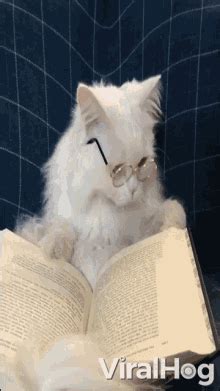 Cat Studying Gif