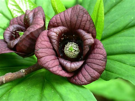 Pawpaw (Asimina triloba) - Great Plains Nursery