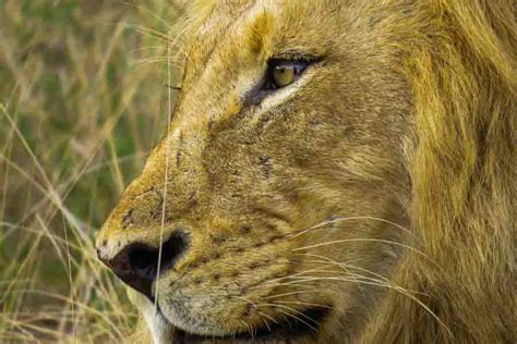 lions behavioral adaptations About wild animals lion: adaptations of african lions