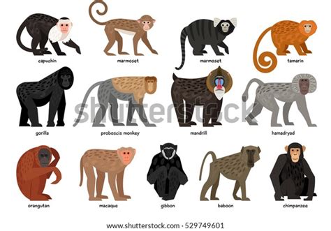 Types Of Primates