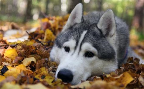 🔥 [30+] Autumn Animal Wallpapers | WallpaperSafari