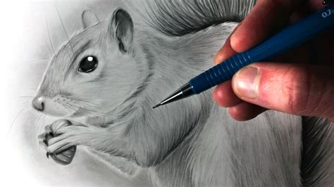 Squirrel Face Drawing