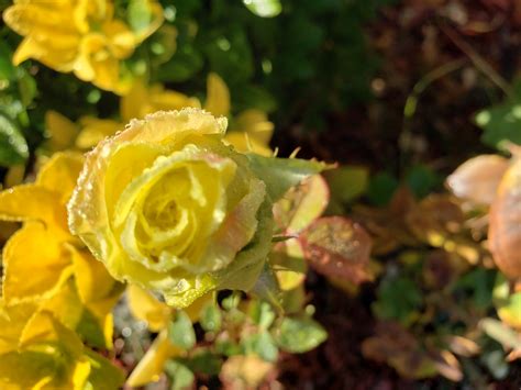 Yellow Rose Garden Flower Free Stock Photo - Public Domain Pictures