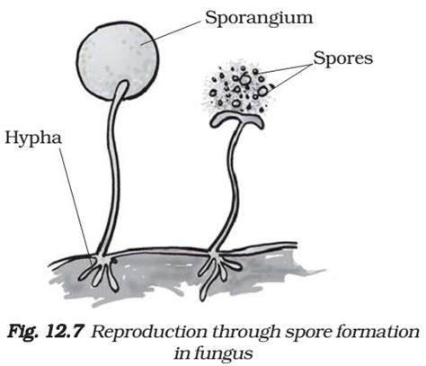 Asexual Reproduction And Their Types ( Sporolation, Fission Methods, Budding, Fragmentation And ...