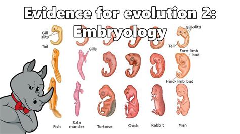 Evidence for Evolution - Embryology - YouTube