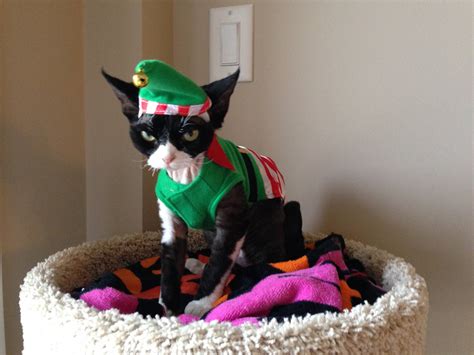 Literally Just 10 Festive Photos of Cats in Tiny Christmas Sweaters ...