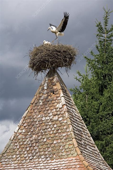 White storks nesting - Stock Image - C001/8632 - Science Photo Library