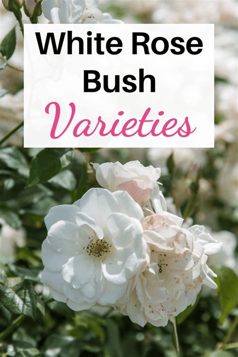 10 Popular White Rose Bush Varieties - Blooming Anomaly