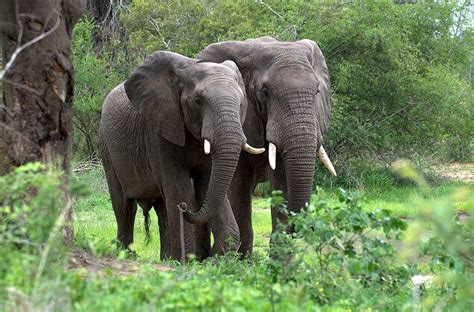 National animal of Cote d'Ivoire | Interesting facts about Elephant