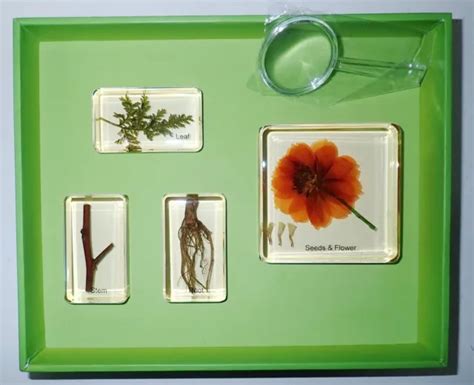 PARTS OF PLANT Set Seed Leaf Stem Root Flower Specimen 4 Amber Clear Resin Block $21.99 - PicClick