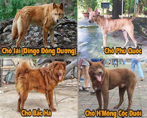 Các giống chó thuần chủng của Việt Nam được gọi là quốc khuyển