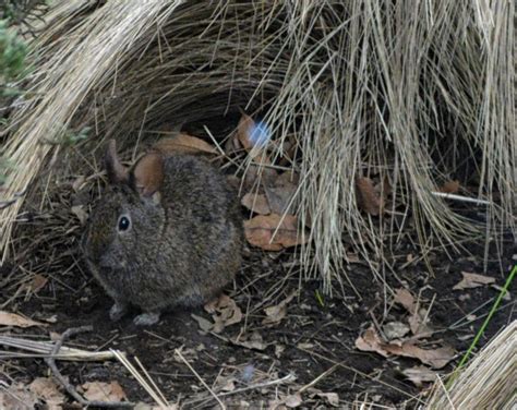 Volcano Rabbit: Facts, Lifespan, Behavior & Care Guide (with Pictures ...